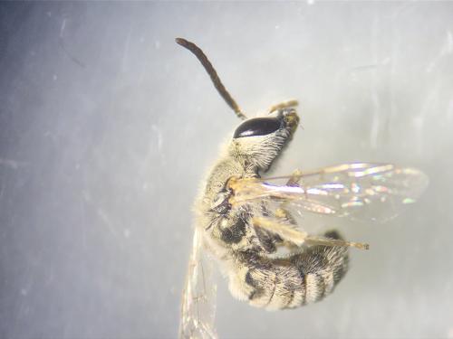 Seladonia vestita